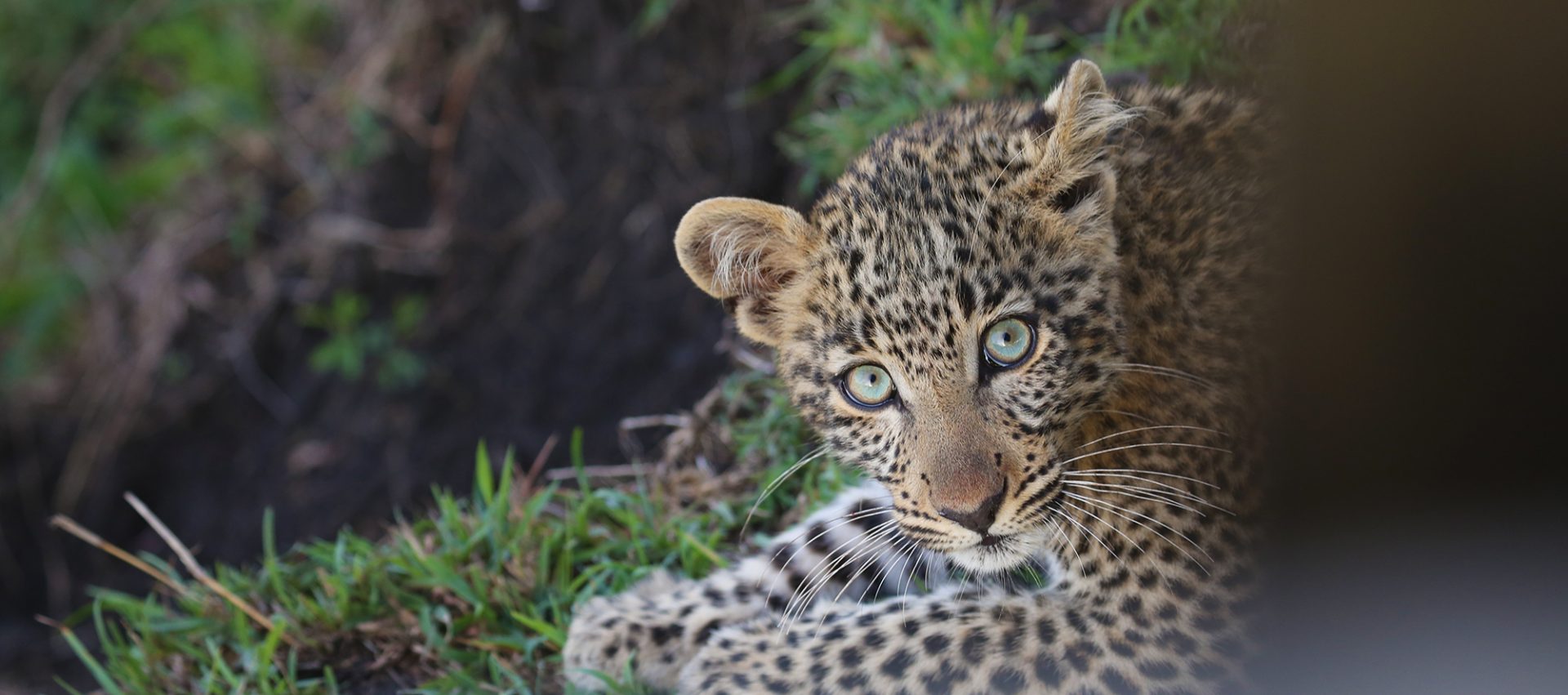 10 Days Luxury Tanzania Safari Northern Circuit