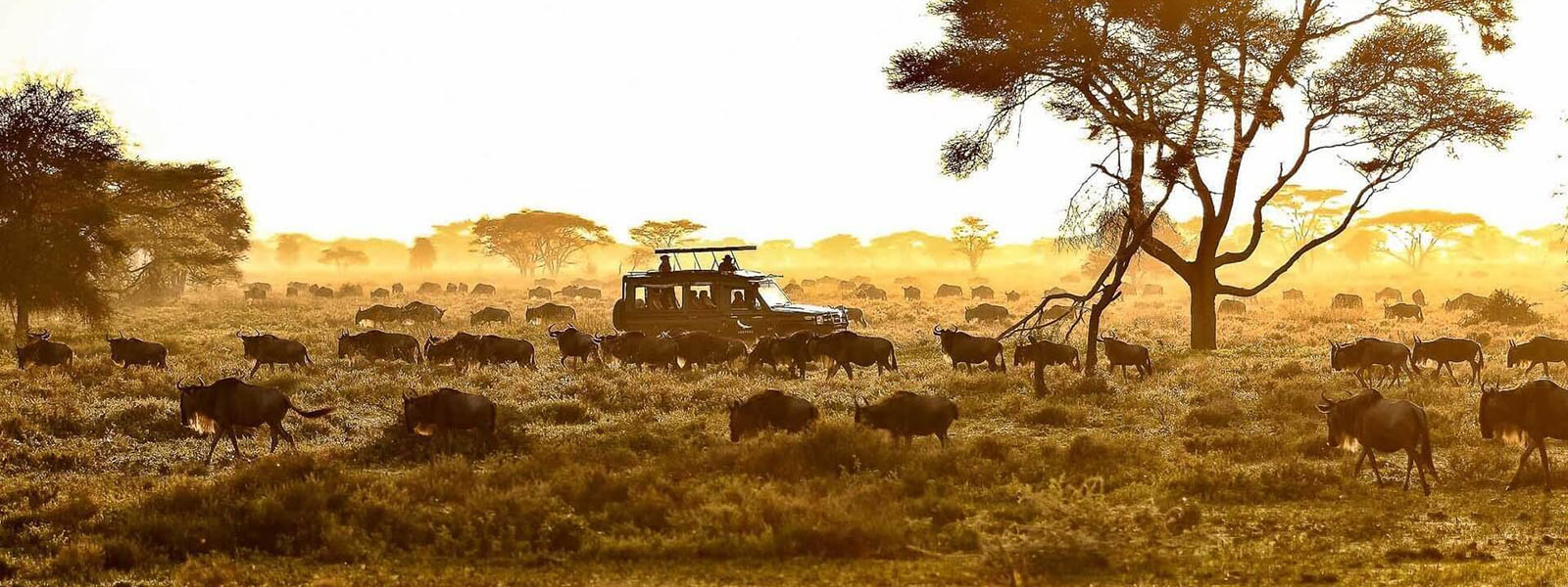 10 Days Tanzania Safari & Zanzibar Beach Holiday