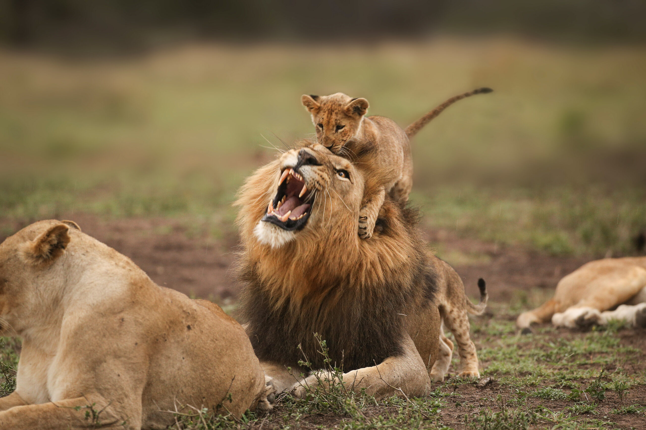 2 Days Best Tanzania Short Safari