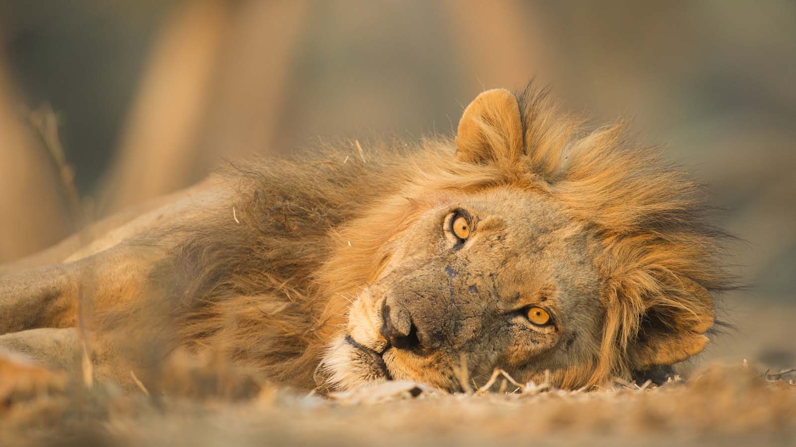3 Days Magical Tanzania Safari Adventure