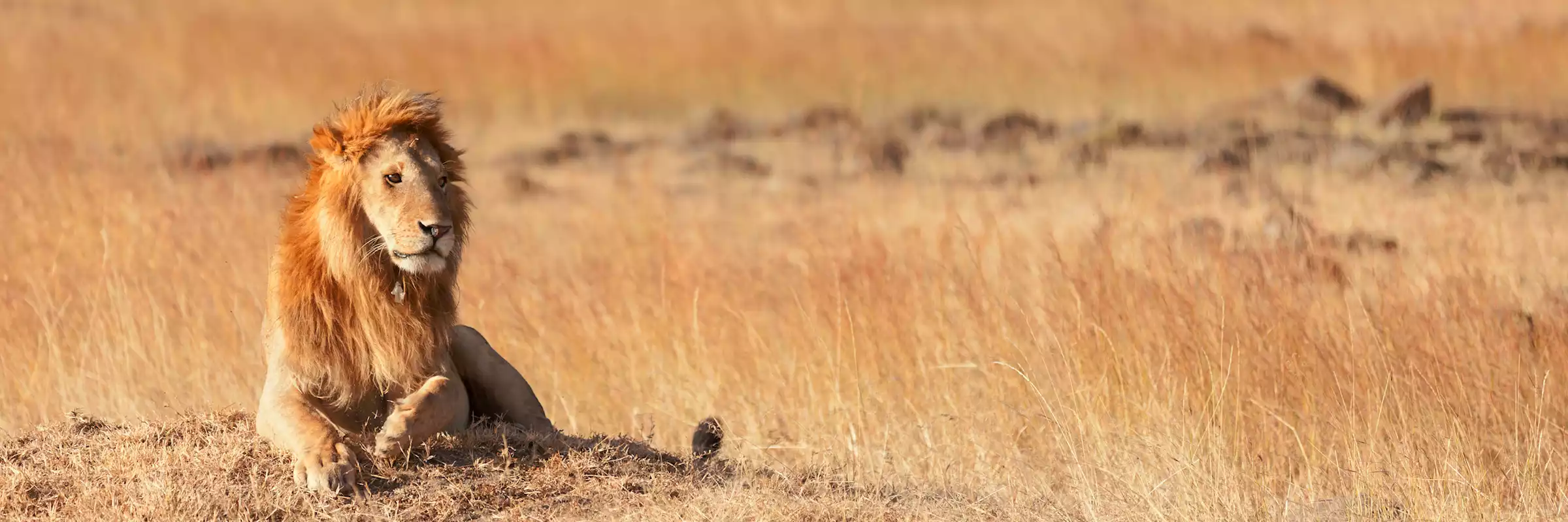 4 Days Tanzania Experience Mid-Range Safari