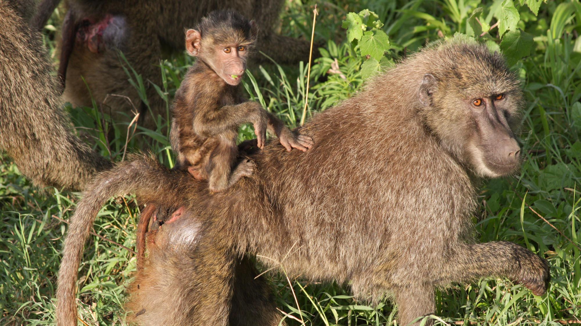 4 Days Tour Through Tanzania’s Wild Adventures