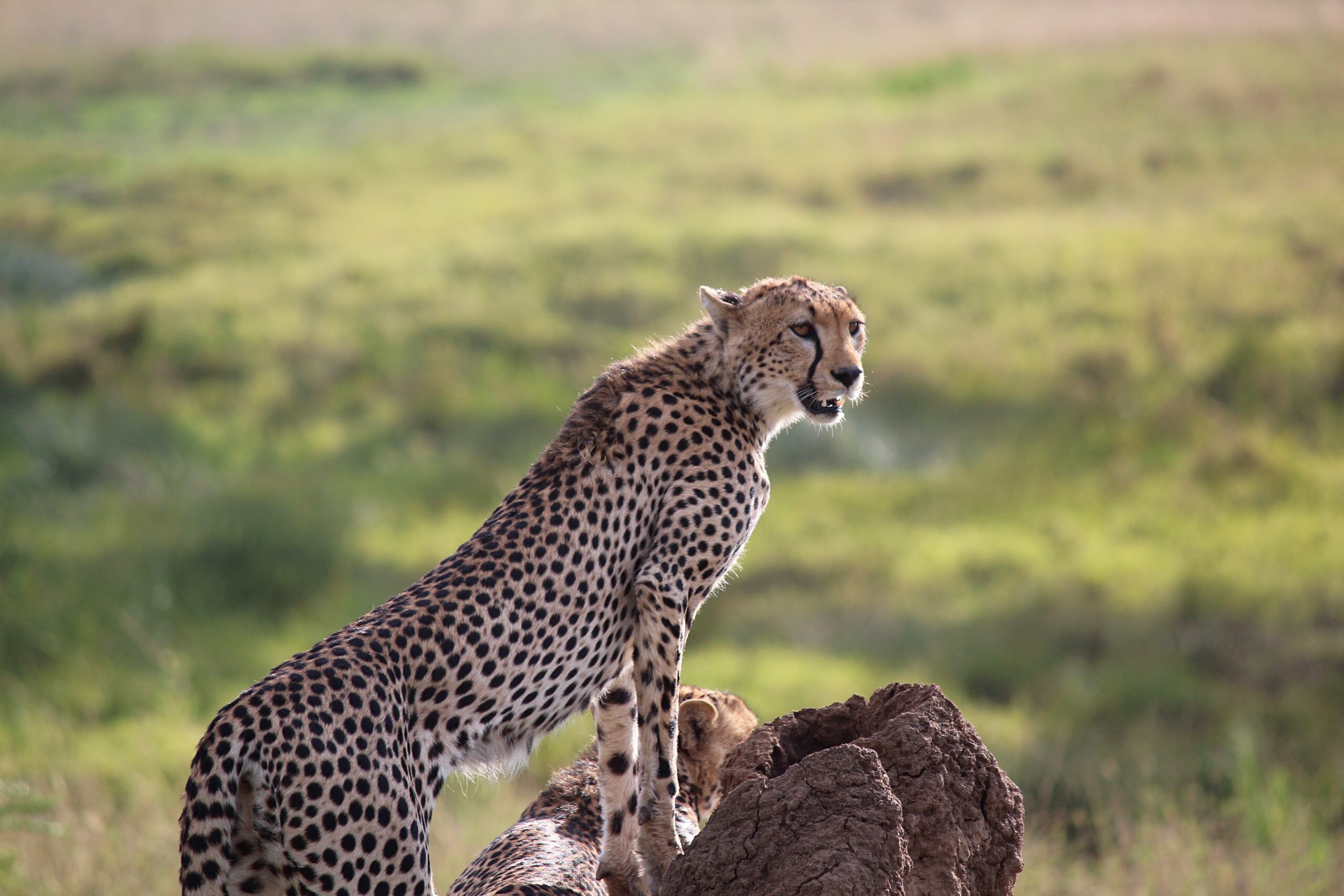 5 Days Amazing Tanzania Safari
