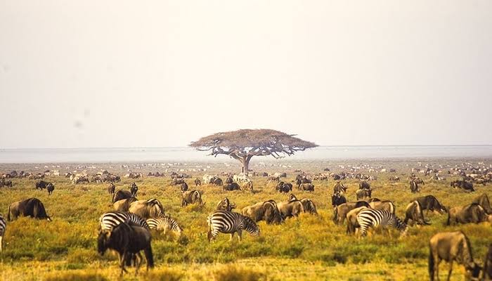 6 Days Unforgettable Tanzania Safari and Relaxation Holiday in Zanzibar