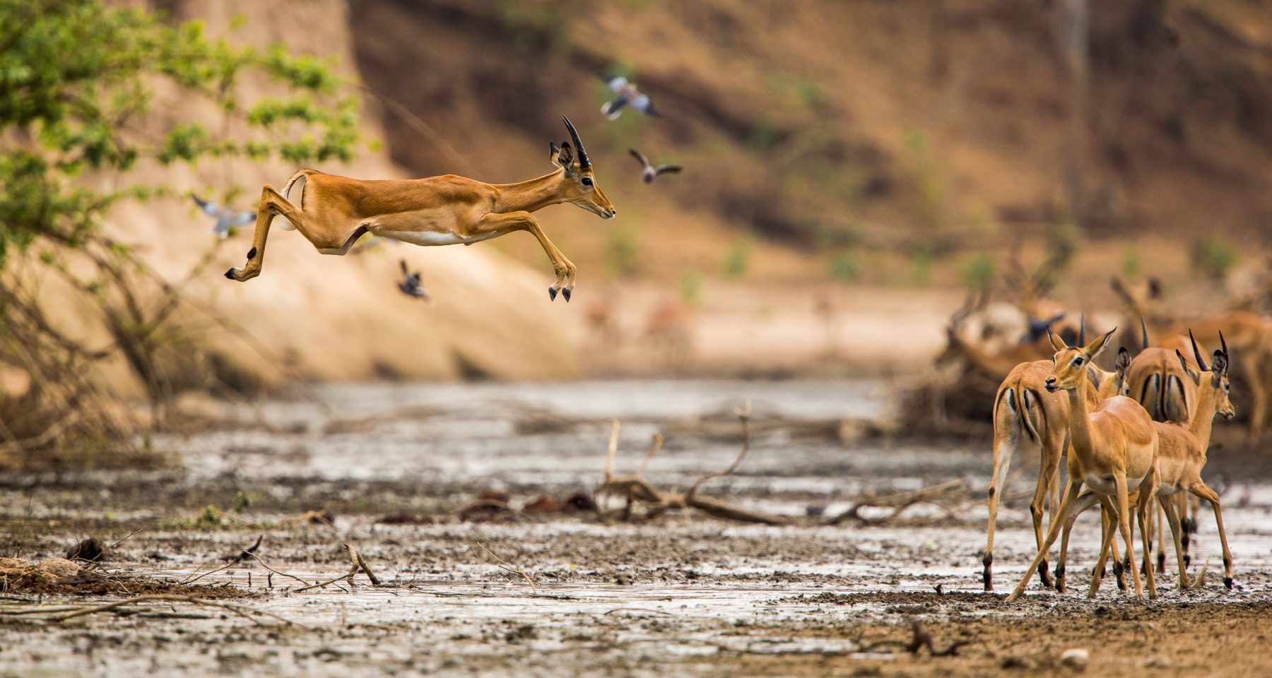 7 Days Luxury Tanzania Safari Northern Circuit