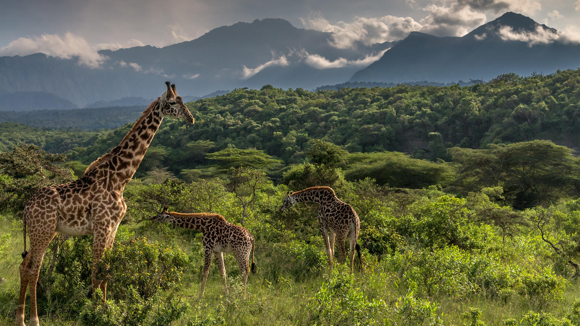 3 – Day Ngorongoro and Materuni Coffee Tour Fly-in & Out