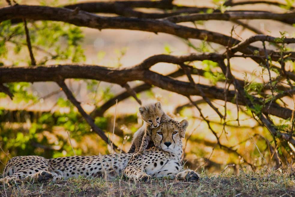 5 – Day Exclusive Camping Adventure in Northern Tanzania